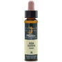 ELIXIR FLORAL 36 AVENA SILVESTRE 10ML PLANTIS