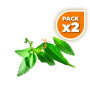 Pack 2x ESTEVIA EN PLANTA 40Gr. PINISAN