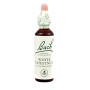 WHITE CHESTNUT (CASTAÑO BLANCO) 20Ml. BACH