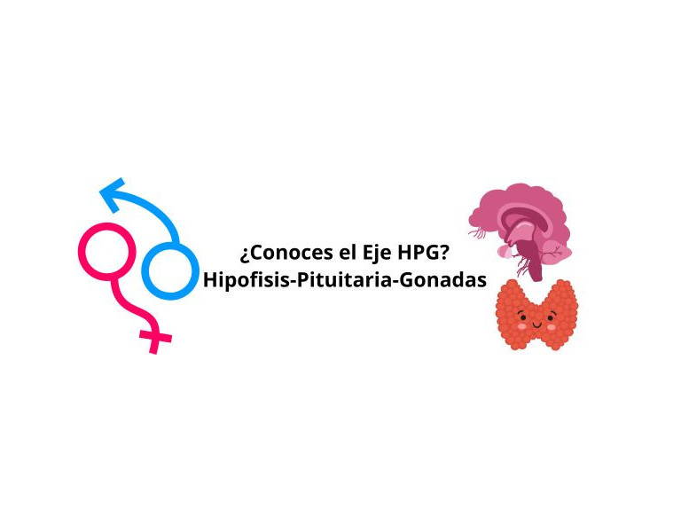 La Regulación Hormonal HPG: El Papel Crucial del Zinc y el Cobre